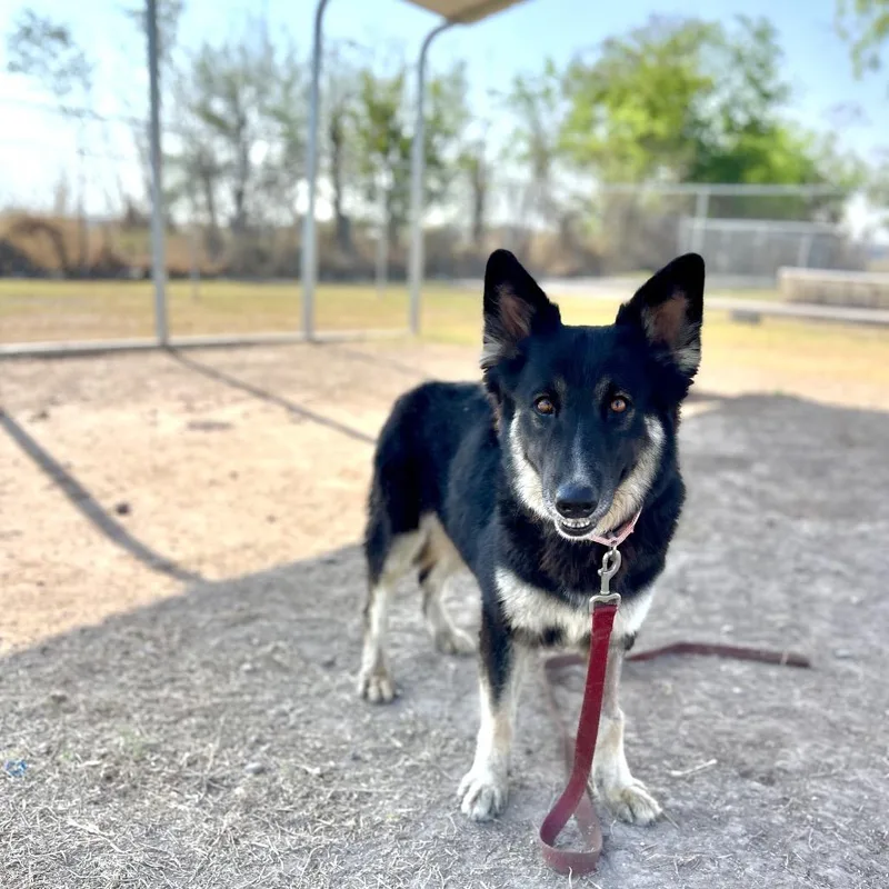 An adult medium-sized female Black Shepherd dog named Coachella for adoption in Stephens City, VA