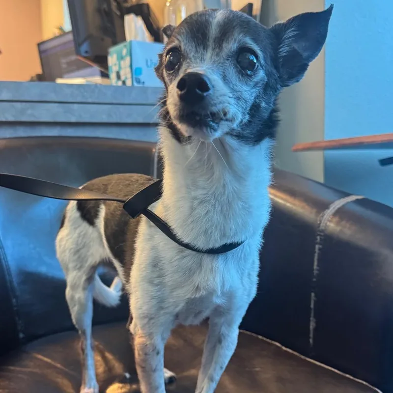 A senior small-sized female White / Cream Chihuahua dog named Camilla for adoption in Las Vegas, NV