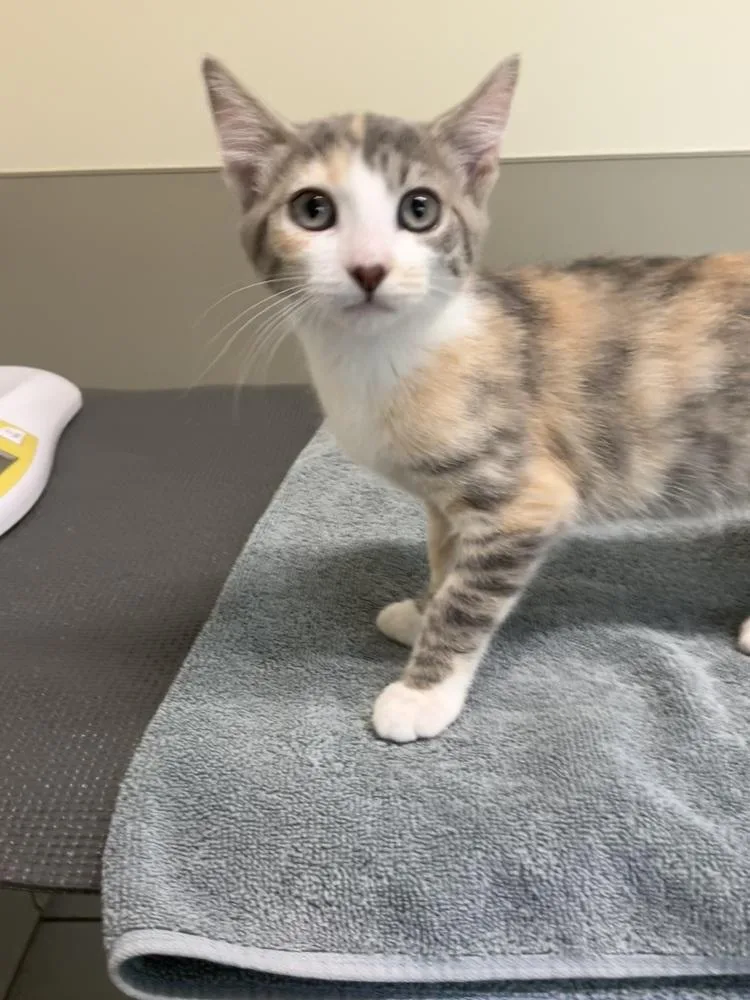 A baby small-sized female Orange & White Domestic Short Hair cat named Perla for adoption in Greenbelt, MD