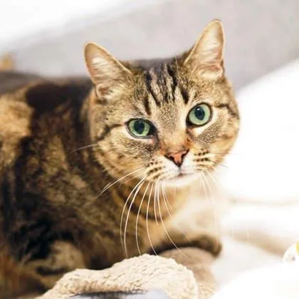 Princess thumbnail 2