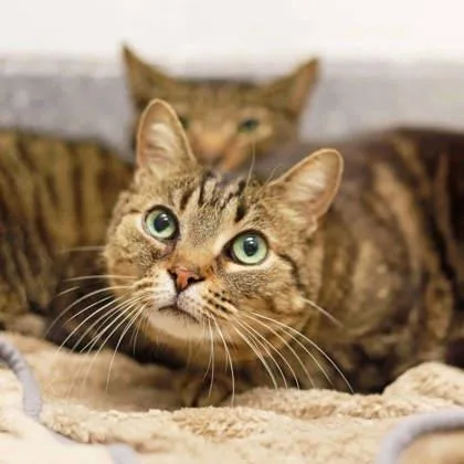 Princess thumbnail 3