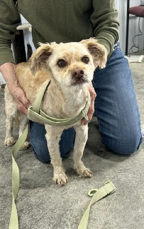 An adult small-sized male Shih poo dog named Homer for adoption in Aurora, IL