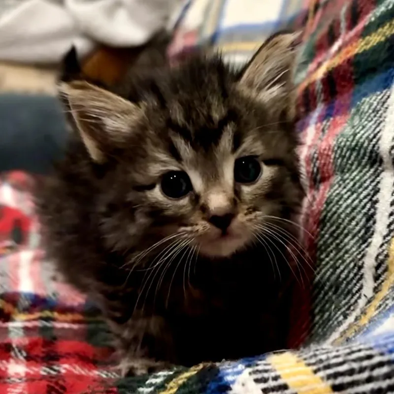 A baby small-sized female Brown / Chocolate Domestic Medium Hair cat named Blakely for adoption in Long Beach, CA