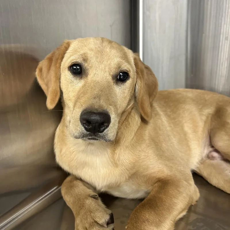 A baby small-sized male Golden Retriever dog named Harry for adoption in Uniontown, PA