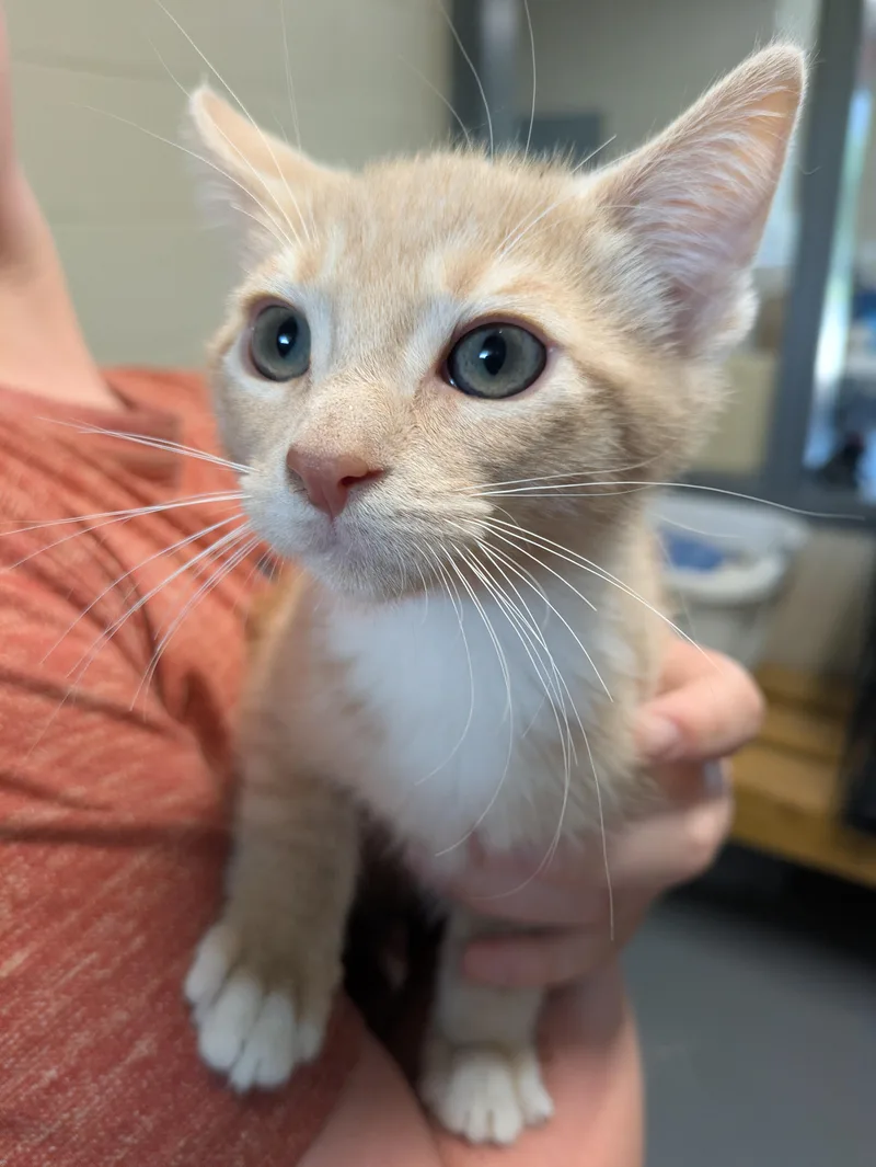 A young small-sized male Tabby (Buff / Tan / Fawn) Domestic Medium Hair cat named Mango for adoption in Bedford, VA