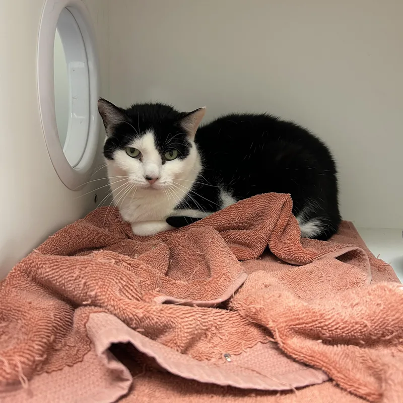 An adult medium-sized female Black & White / Tuxedo Tuxedo cat named Spitfire for adoption in La Grange Park, IL