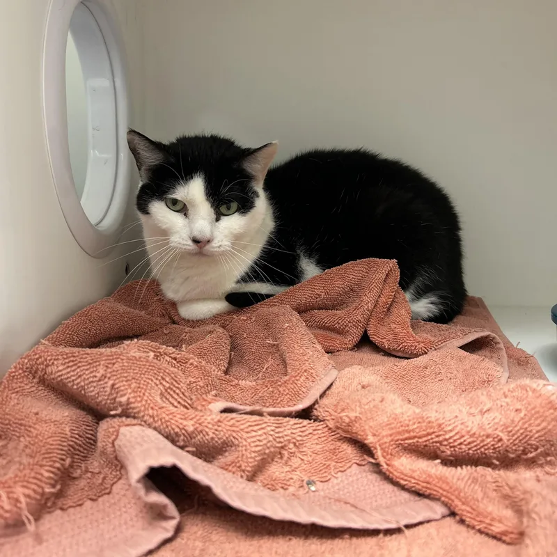 Spitfire thumbnail 3