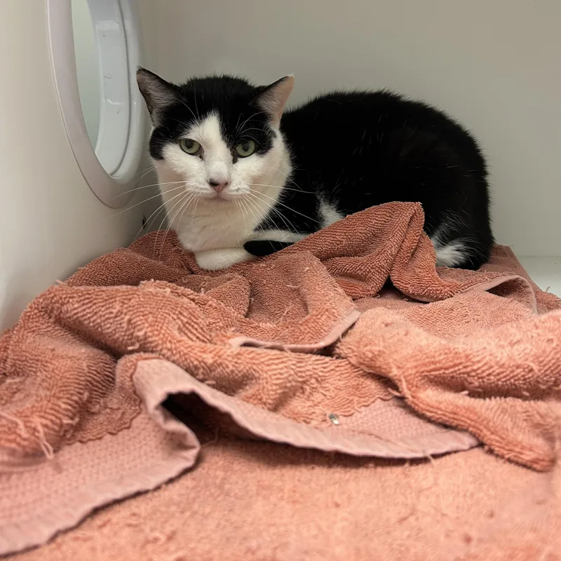 Spitfire thumbnail 4