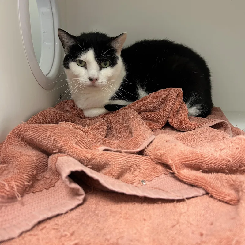 Spitfire thumbnail 5