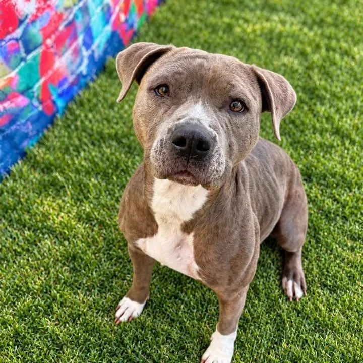 An adult medium-sized female Terrier dog named Deemer for adoption in Warren, OH