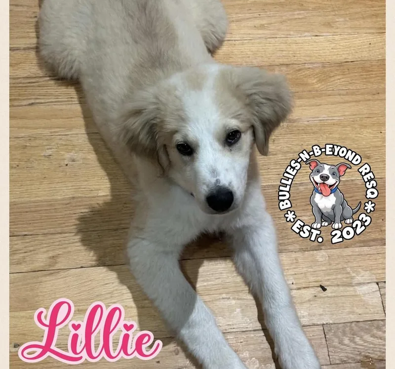 A baby large-sized female Great Pyrenees dog named Lillie for adoption in Omaha, NE