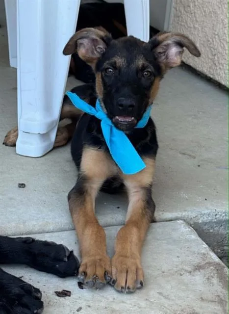 A baby small-sized female German Shepherd Dog dog named Genevieve for adoption in Visalia, CA