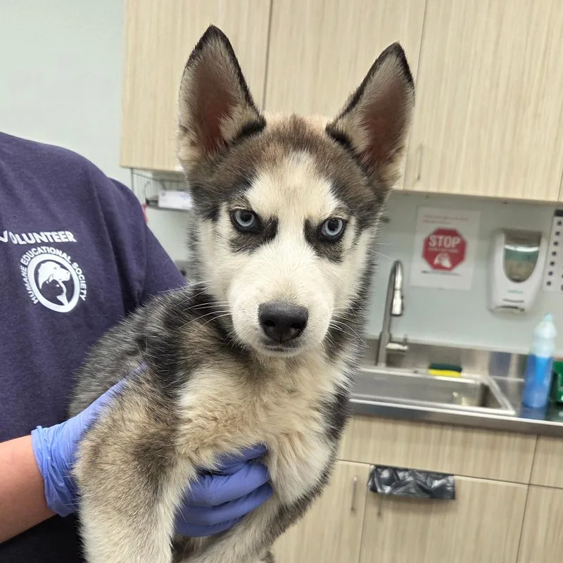 A baby small-sized male Black Husky dog named Balrog for adoption in Chattanooga, TN