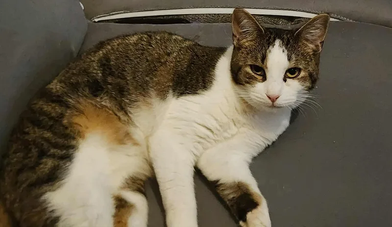 A young medium-sized male Tabby (Tiger Striped) Domestic Short Hair cat named Amilio for adoption in Manchester, CT