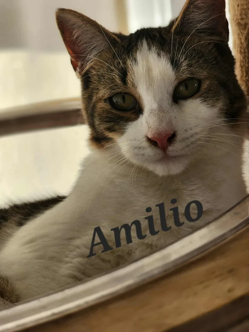 Amilio thumbnail 2