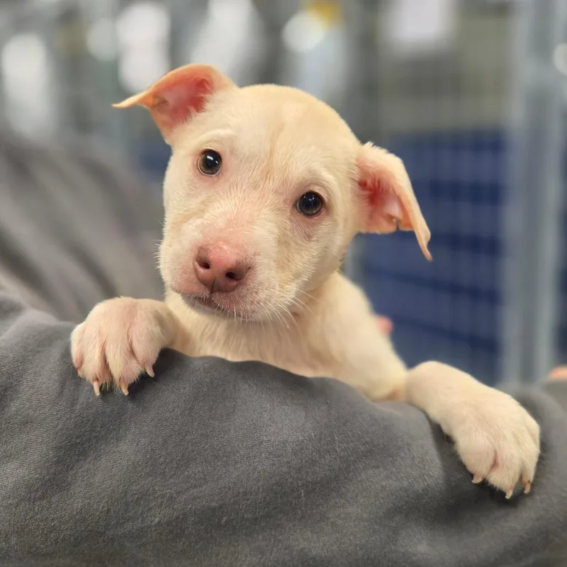 A young medium-sized female Golden Mixed Breed dog named Ct Lavender for adoption in Eastford, CT