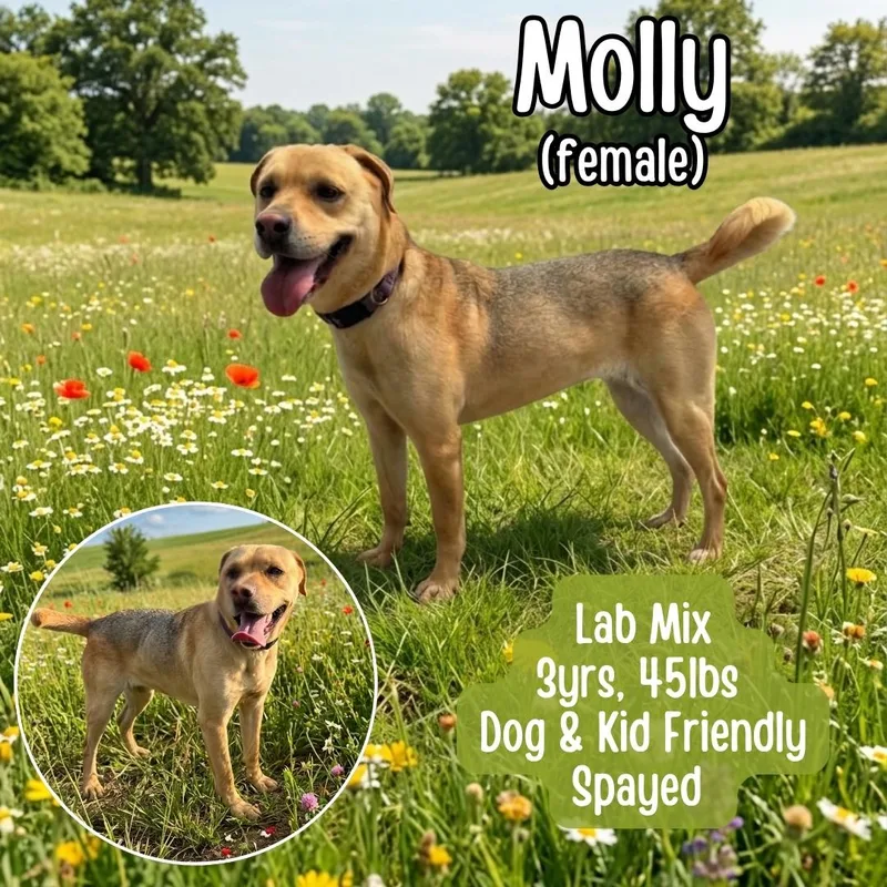Molly thumbnail 2