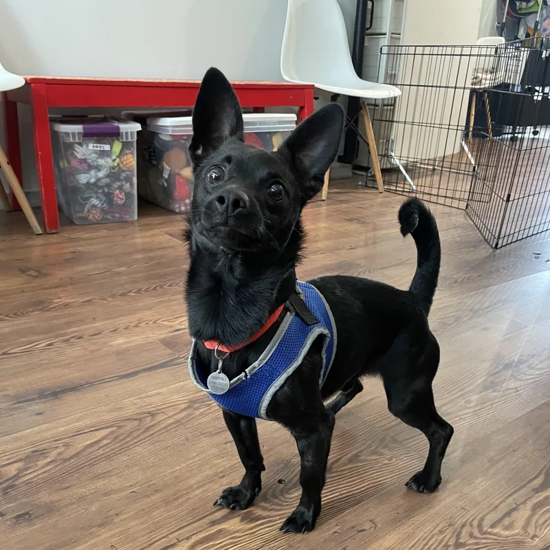 A young small-sized male Chihuahua dog named Gomez for adoption in Philadelphia, PA