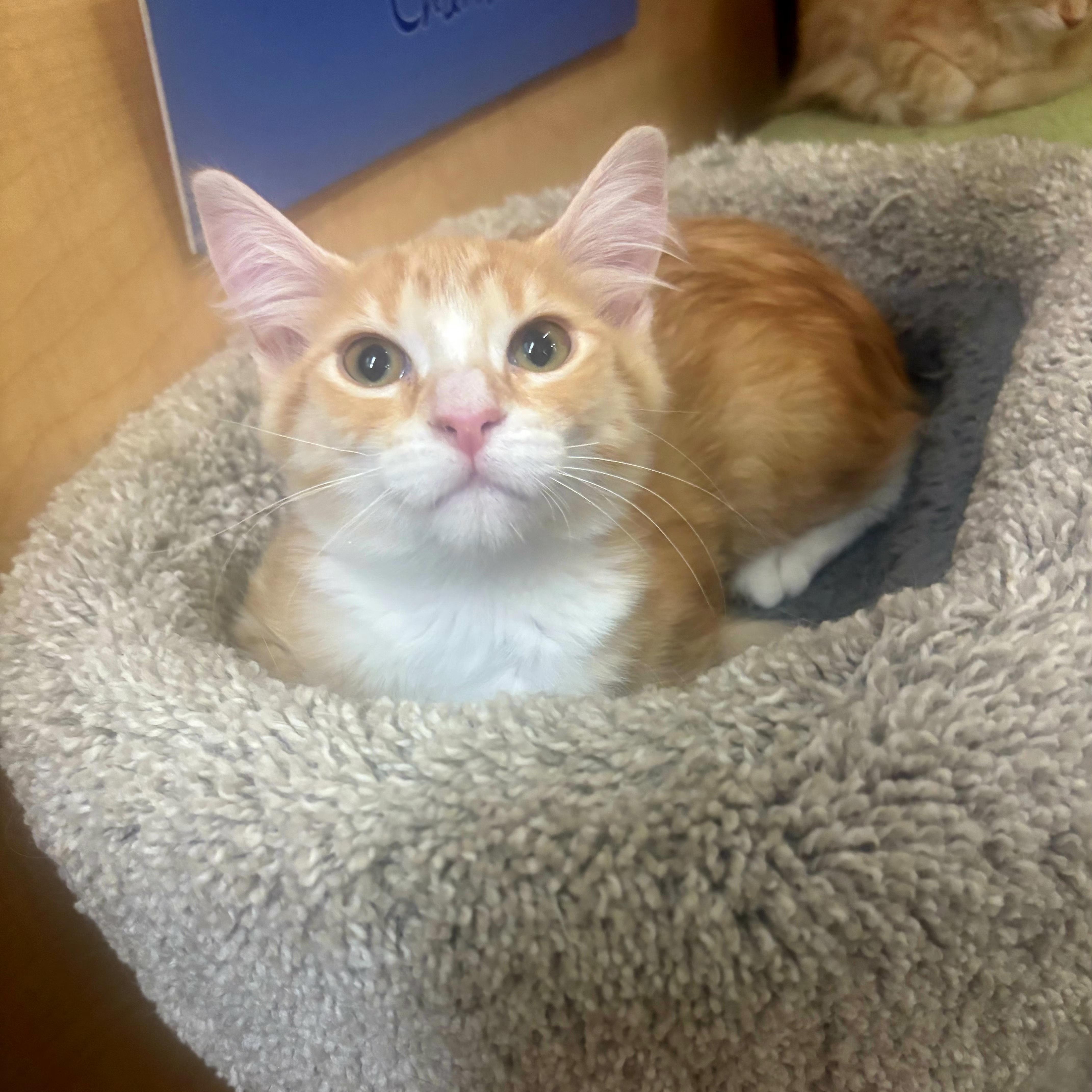 A baby medium-sized male Orange & White Domestic Short Hair cat named Penny Lane for adoption in SCOTTSDALE, AZ