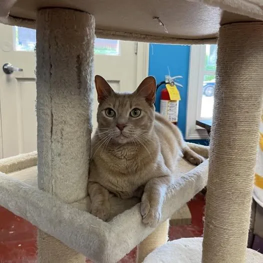 An adult medium-sized male Tabby cat named Gus for adoption in Stone Mountain, GA