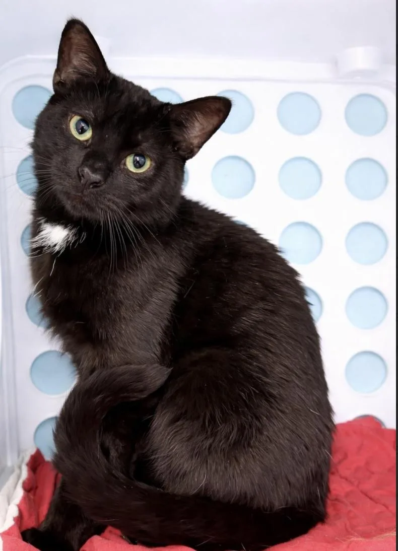 A young medium-sized male Black Domestic Short Hair cat named Custard for adoption in Long Beach, NY