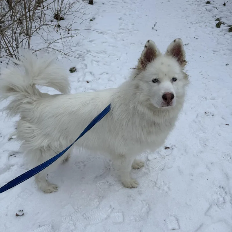 An adult large-sized female White / Cream Samoyed dog named Karma for adoption in South Elgin, IL