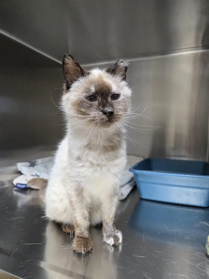 An adult medium-sized female Snowshoe cat named Mildred for adoption in Austin, MN