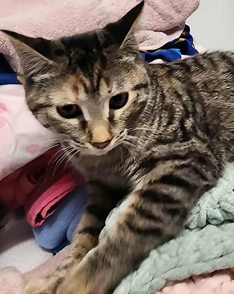 A young medium-sized female Tabby (Gray / Blue / Silver) Domestic Short Hair cat named Aloisha for adoption in Midland, MI
