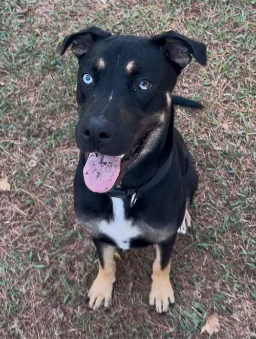 A young large-sized male Tricolor (Brown, Black, & White) Husky dog named Kevin for adoption in Conroe, TX