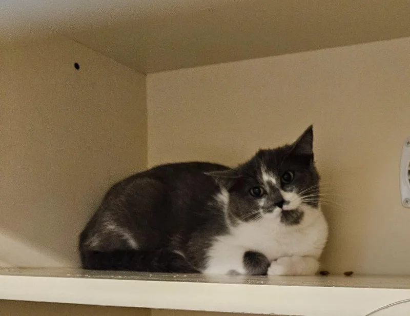 A young medium-sized female Domestic Short Hair cat named Working Cat: Cassidy for adoption in Bloomington, IN