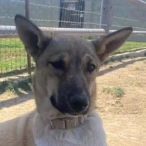 A young medium-sized female German Shepherd Dog dog named Jackee for adoption in Bakersfield, CA