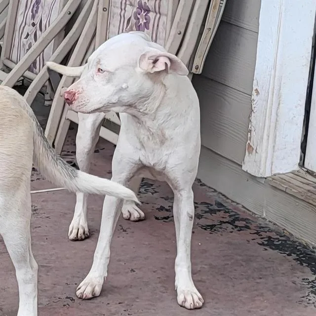 A young medium-sized female American Staffordshire Terrier dog named Pine for adoption in San Antonio, TX
