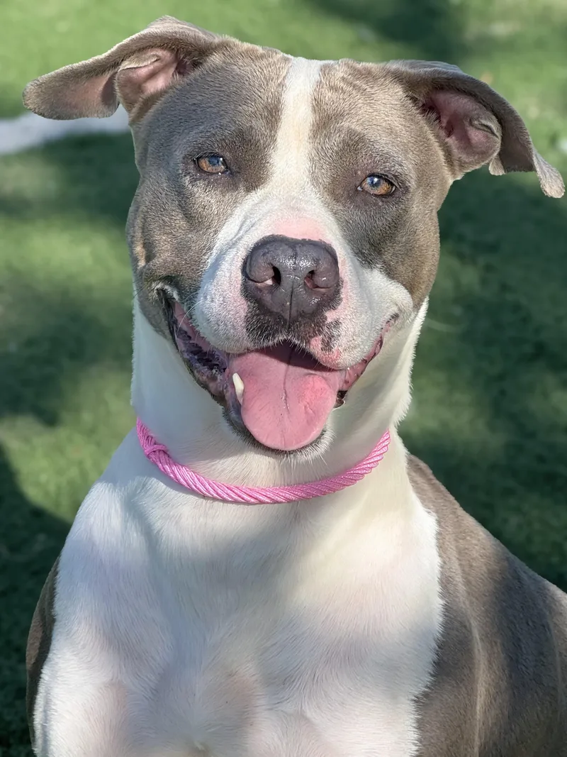 An adult medium-sized female Pit Bull Terrier dog named Minnie for adoption in Anderson, IN