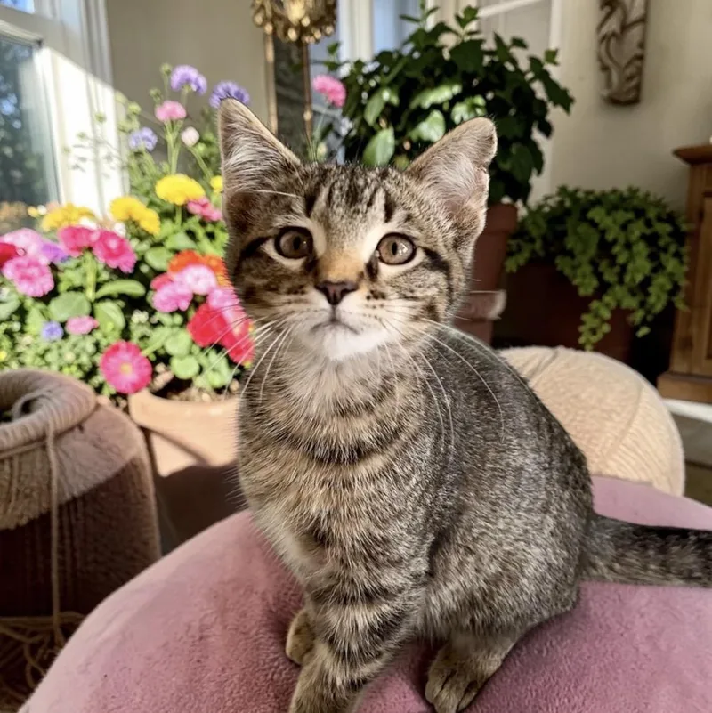 A baby small-sized female Tabby (Brown / Chocolate) Tabby cat named Pepper for adoption in Perry, IA
