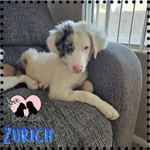 Zurich