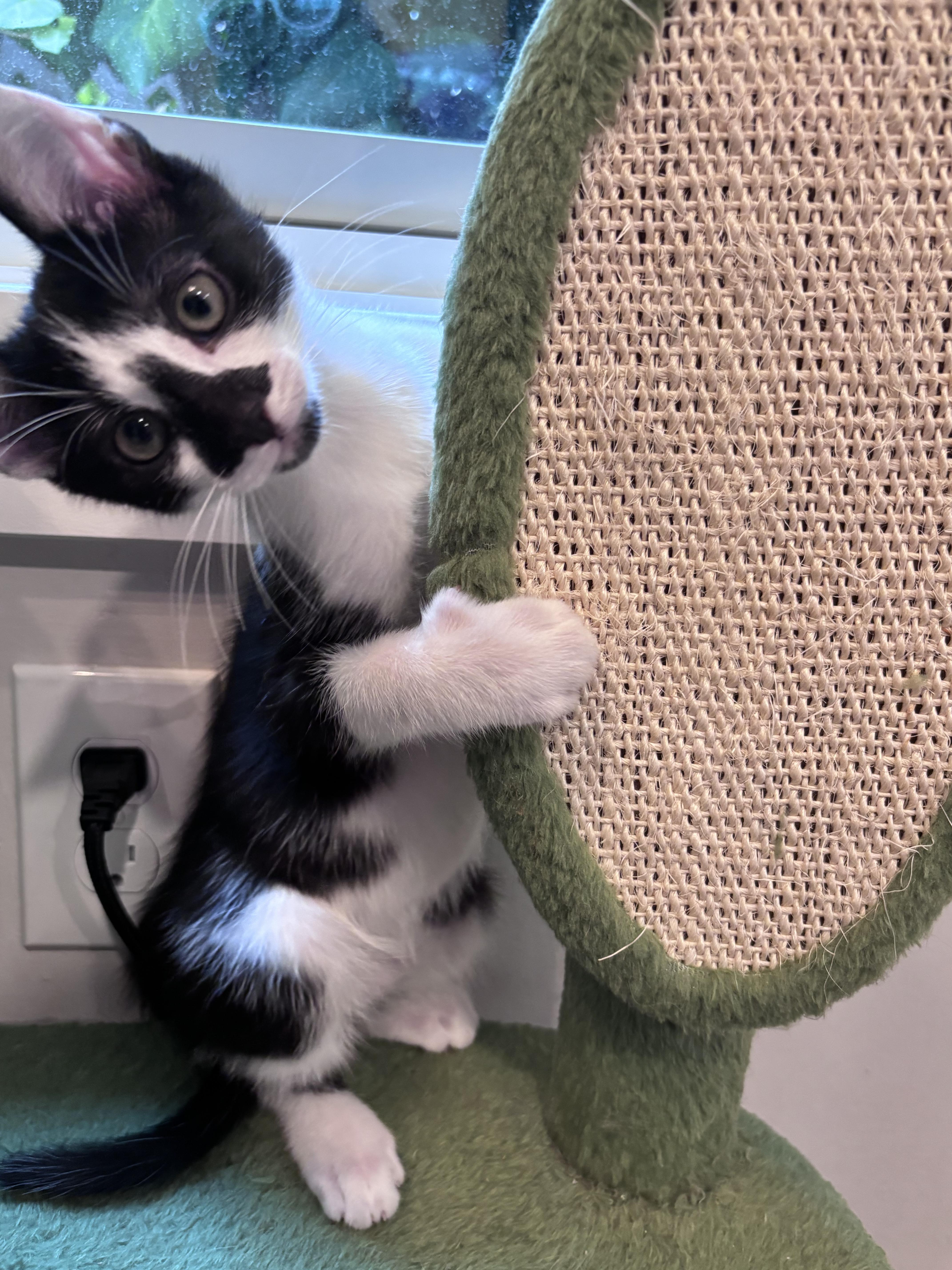 A baby medium-sized male Black & White / Tuxedo Domestic Short Hair cat named The Niners Jerry for adoption in Leesburg, VA