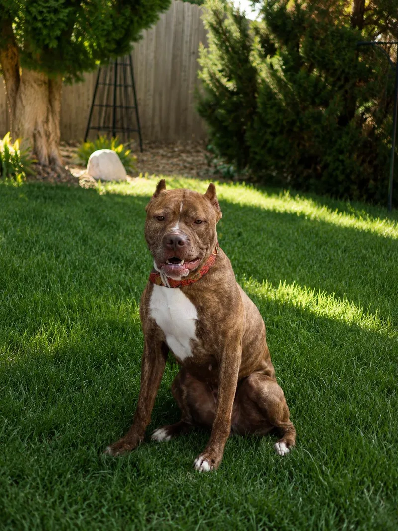 A young medium-sized female White / Cream Terrier dog named Elizabeth Swann for adoption in Sioux Falls, SD