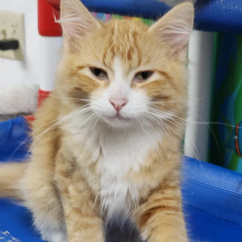 A young medium-sized male Orange / Red Domestic Medium Hair cat named Finley for adoption in Dixon, IL