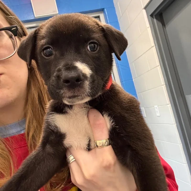 A baby small-sized female Retriever dog named Nana for adoption in Montgomery, AL