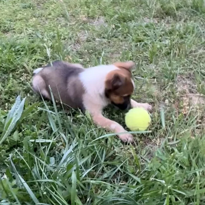 A baby small-sized female Red / Chestnut / Orange Cattle Dog dog named Stone Rose for adoption in Fredericksburg, VA