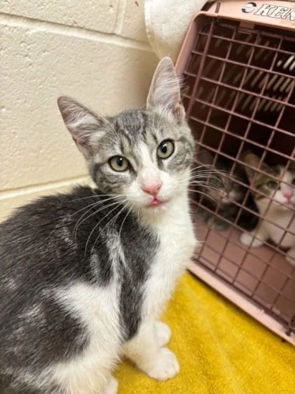 A baby small-sized female Domestic Short Hair cat named Tara for adoption in Santa Rosa, CA