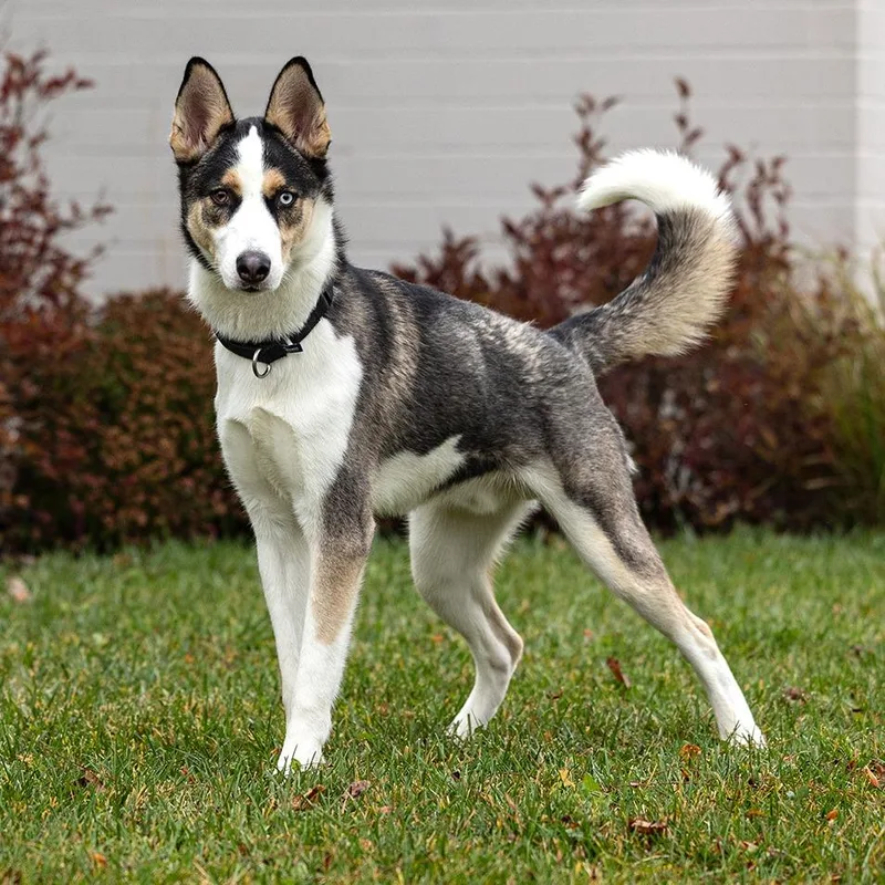 An adult medium-sized male Brown / Chocolate Siberian Husky dog named Jayce for adoption in Council Bluffs, IA