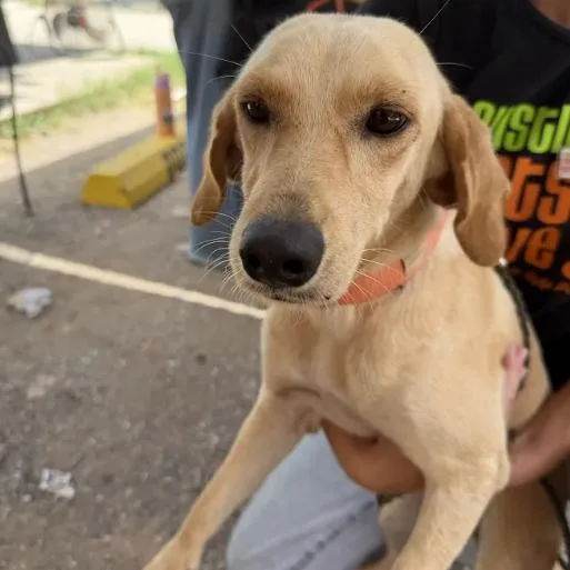A young medium-sized female Yellow / Tan / Blond / Fawn Yellow Labrador Retriever dog named Applebees for adoption in Austin, TX