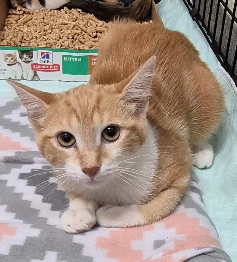 A baby small-sized female Domestic Short Hair cat named Penny Lane for adoption in East Ridge, TN