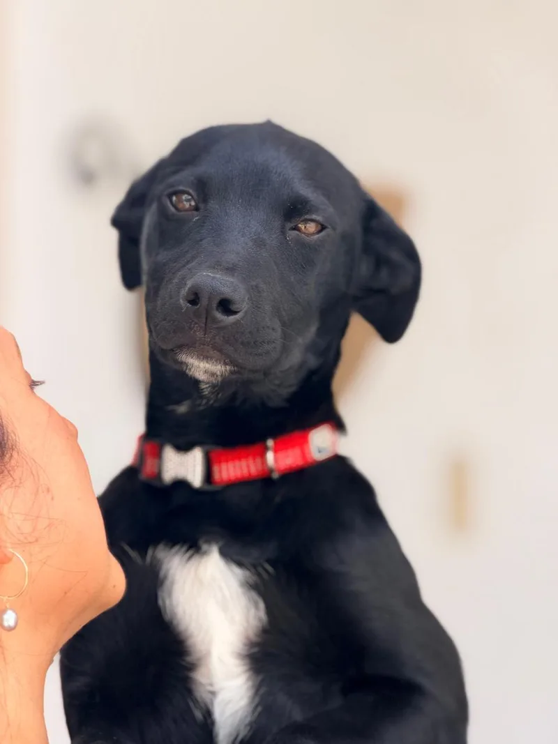 A baby medium-sized female Black Labrador Retriever dog named Adi for adoption in Manvel, TX