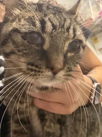 An adult small-sized female Domestic Short Hair cat named Muffy for adoption in West Chester, PA