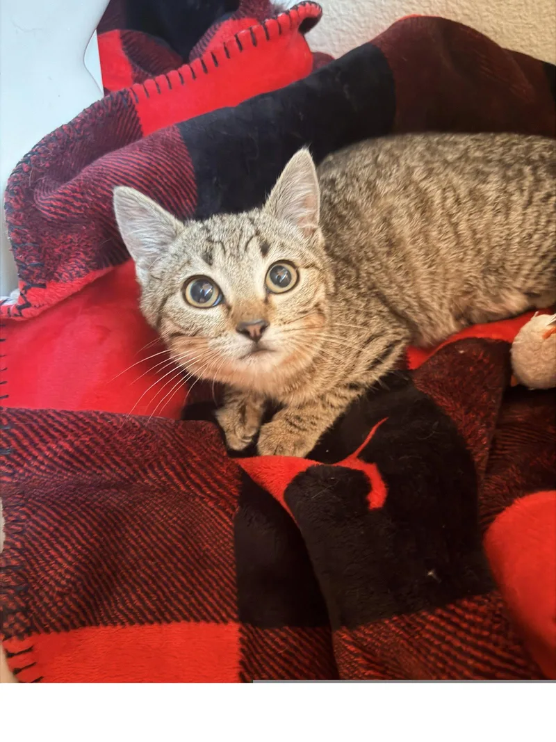 A baby medium-sized female Domestic Short Hair cat named Baby Doll Eyes for adoption in Colorado Springs, CO