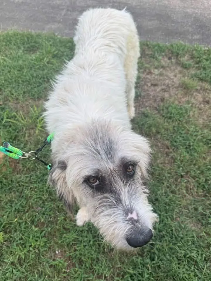 An adult large-sized female White / Cream Irish Wolfhound dog named Wolfie for adoption in Calera, AL