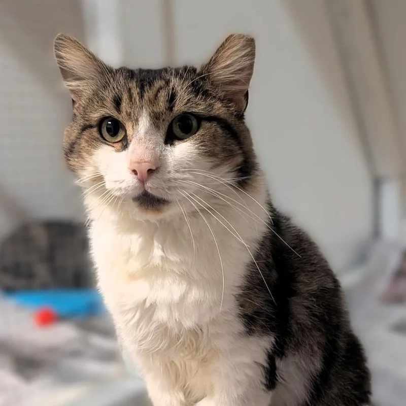 An adult medium-sized male Tabby cat named Macoun for adoption in Montclair, NJ