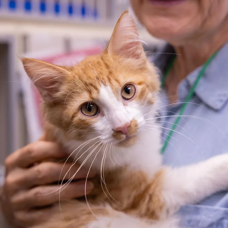 A baby medium-sized male Orange / Red Domestic Medium Hair cat named Hamilton for adoption in Mentor, OH